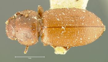 Media type: image;   Entomology 4511 Aspect: habitus dorsal view